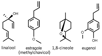 Ocimum_basilicum.jpg