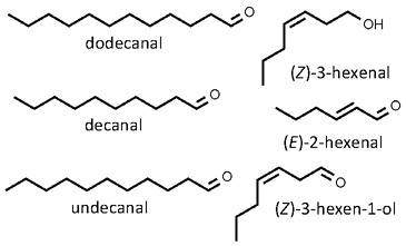 Persicaria_odorata.jpg