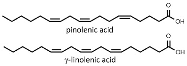 Pinus_pinea.jpg