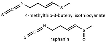 Raphanus_sativus.jpg