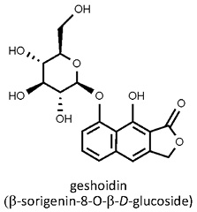 Rhamnus_prinoides.jpg