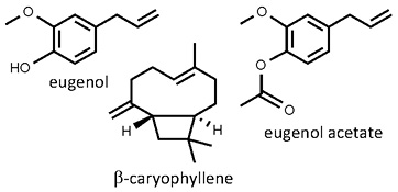 Syzygium_aromaticum.jpg