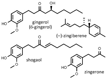 Zingiber_officinalis.jpg