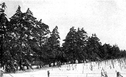 A shelter of old Scotch pine at Mr. Earl Ferris'.