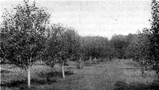 Down the long row. View in well cared for orchard of J. M. Barclay, Madison Lake.