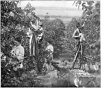 Gathering the apple crop in Harold Simmons' orchard—at Howard Lake.