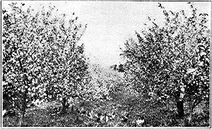 Young trees in full bloom in Mr. Simmons' orchard.