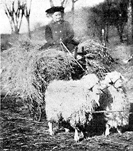 Harvesting the hay crop at Marien's.