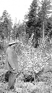 Mr. James Arrowood alongside a seedling of the Transcendent in early bloom.