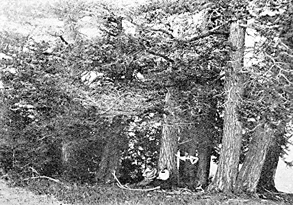 Group of Douglas fir on the mountainside. Thirteen trees in a space of only two square rods. None less than two feet in diameter.