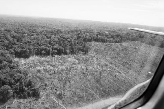 Malgré des efforts pour l’enrayer au début du siècle, la déforestation de la forêt amazonienne continue au rythme de 5 000 km  par an : la surface d’un département français. (© Rhett A. Butler/Mongabay.com.)