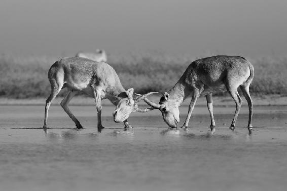 Saïgas dans la réserve naturelle de Stepnoi (Russie). (© Andrey Giljov & Karina Karenina, saigaresourcecenter.com.)