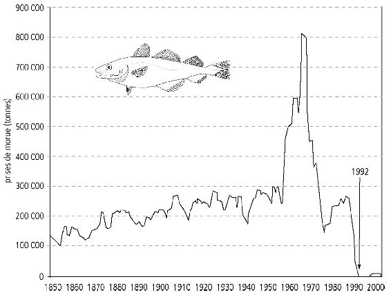 Avec l’essor de la pêche industrielle à partir des années 1950, le tonnage de morues pêchées a explosé, pour s’effondrer brutalement à cause de la surpêche dès les années 1970, puis 1990, les stocks ayant atteint un niveau alarmant (d’après Vital Water Graphics, UNEP, 2008, données du Millenium Ecosystems Assessment).