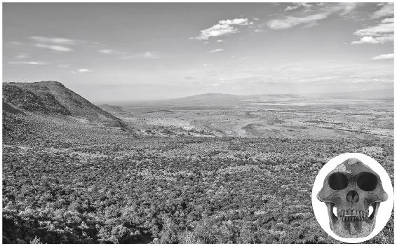 La surrection du Grand Rift est-africain, en faisant obstacle aux vents chargés d’humidité, a transformé la forêt en savane aride : les changements climatiques ont certainement joué un rôle dans l’émergence et l’évolution de nos ancêtres australopithèques. En bas à droite, reconstitution du crâne de la célèbre Lucy ( ) qui a vécu dans le rift il y a 3,2 millions d’années. (© Rift : Miroslav Liska [agence 123rf.com] ; Lucy : pbuergler/Wikimedia [CC BY-SA 3.0].)