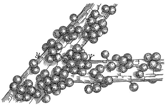 Jabuticaba.tif