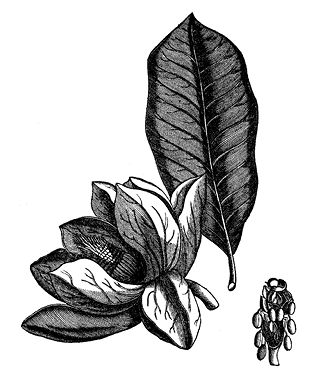 magnolia_decorativefloralwoodcuts.tif