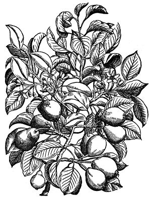 pear_decorativefloralwoodcuts.tif