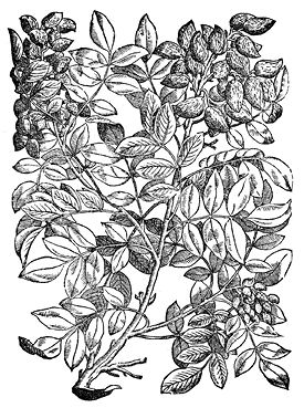 pistachio_decorativefloralwoodcuts.tif