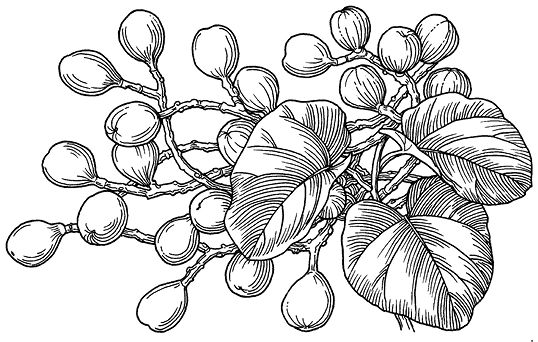 Sycamore%20Fig.tif