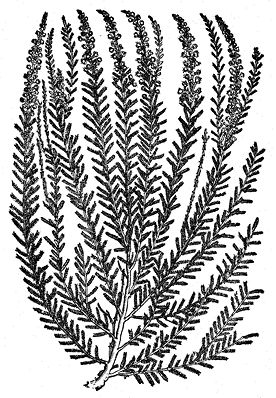 tamarisk_decorativefloralwoodcuts.tif