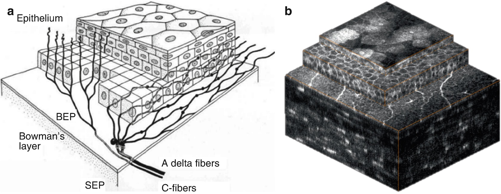 ../images/466648_1_En_12_Chapter/466648_1_En_12_Fig17_HTML.jpg