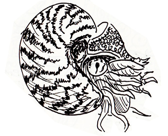 Nautilus