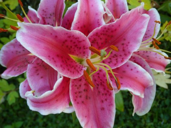 A lily with deep pink petals with white edges, viewed from above.  Dark greenery fills in the background.