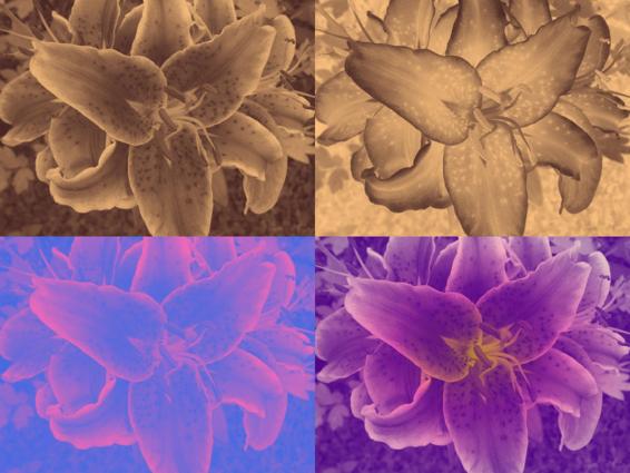 Four copies of the lily photograph, printed in different colors: a sepia-toned photograph, an inverted or negative version of the sepia-toned image, a version with pink-edged petals on blue, and a version where the center of the flower is yellow, surrounding petals are pink and purple, and the edges are pale purple on dark purple.