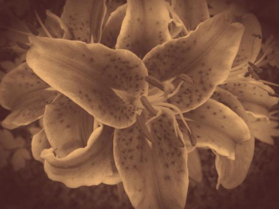 The sepia-toned version of the lily photograph, but now with a halo of dark brown shadow filling in the corners.