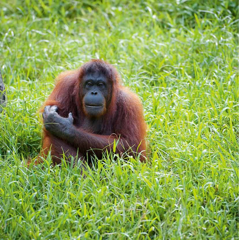 20120130_malaysia-5503_Malaysia_EC.jpg