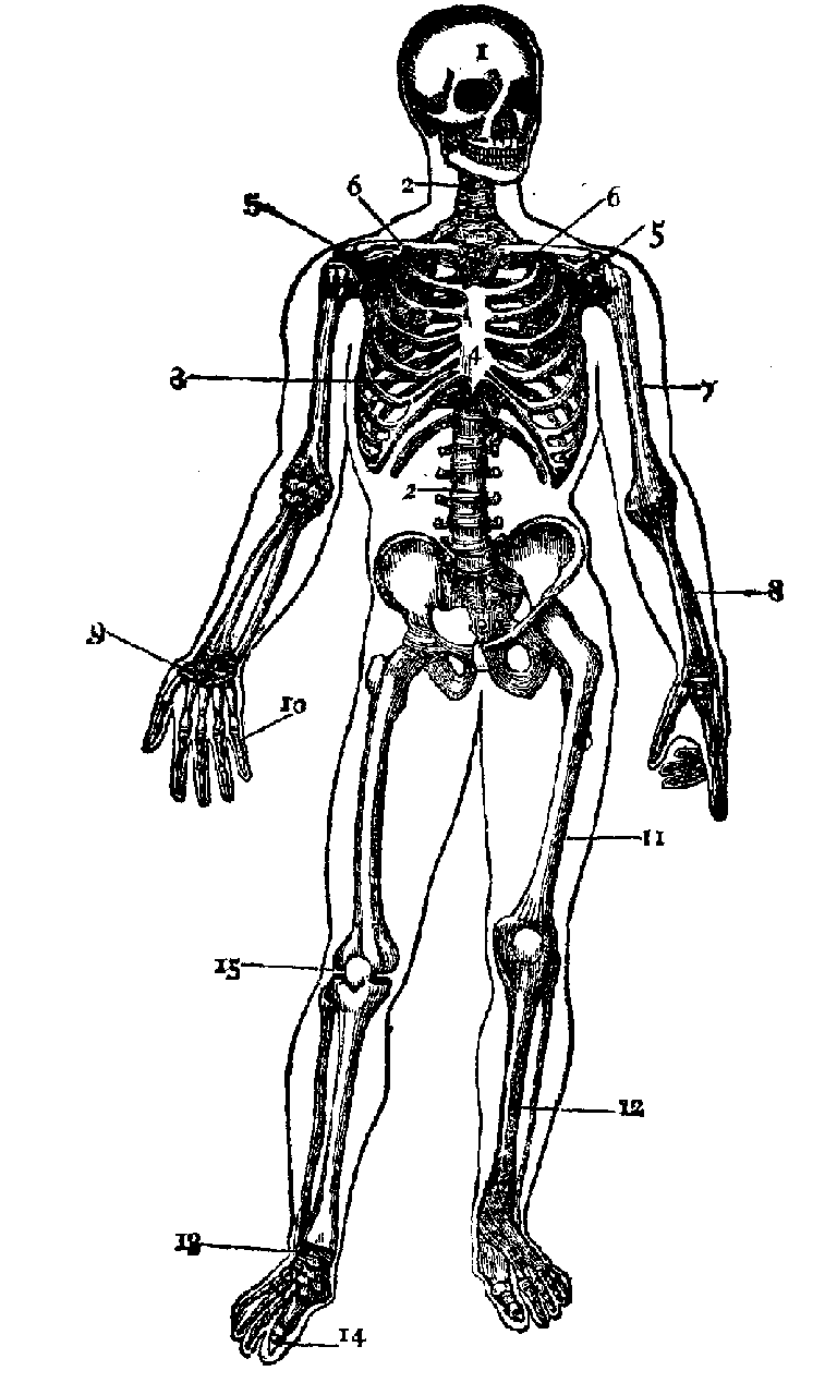 The Skeleton.