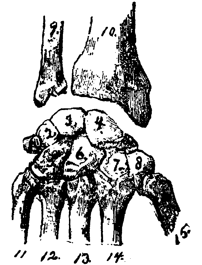 Bones of the wrist