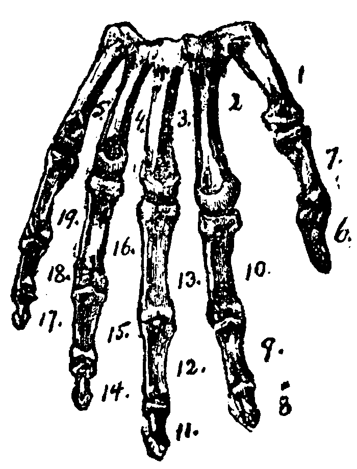 Bones of the palm and fingers