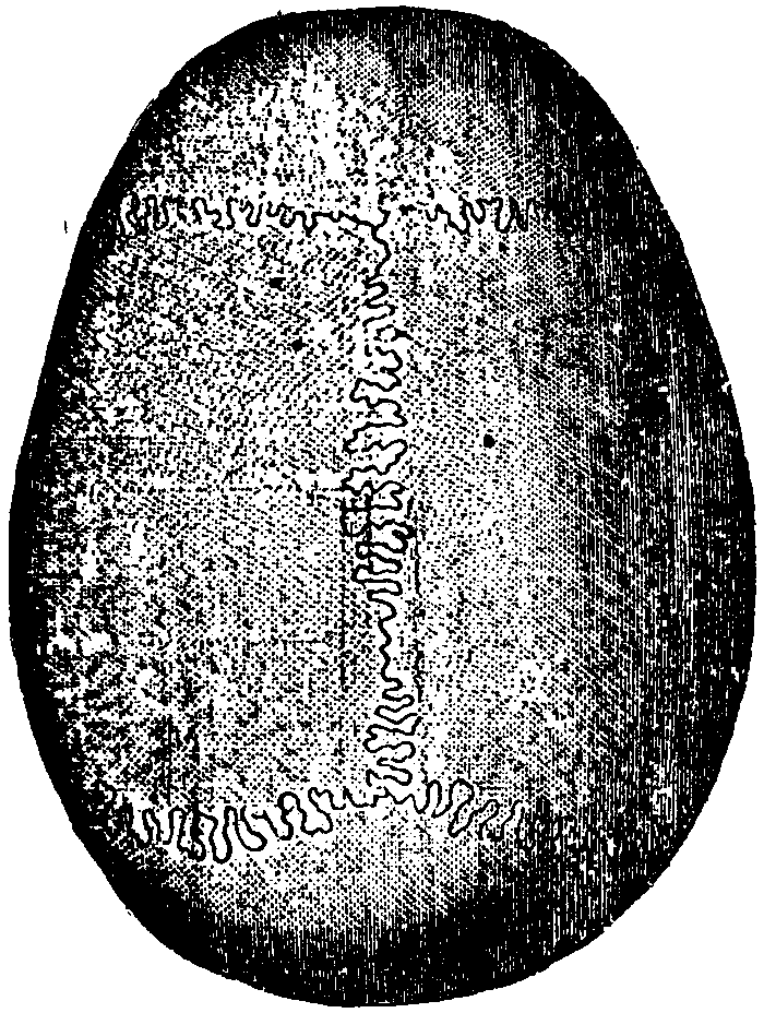 The Joints of the Skull.