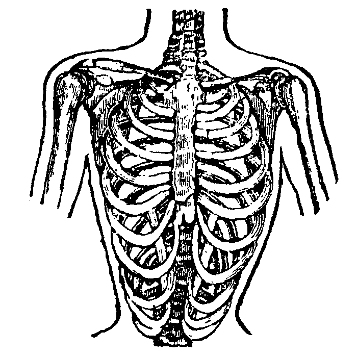 Deformed by tight-lacing.