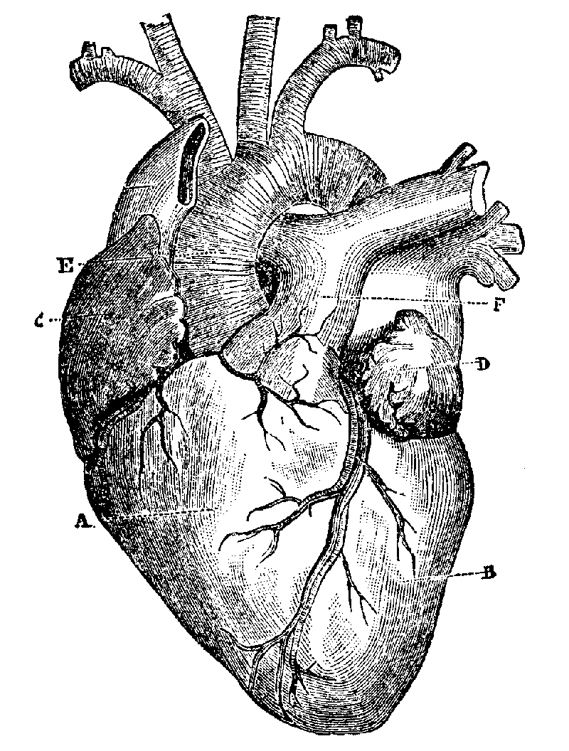 The Heart.