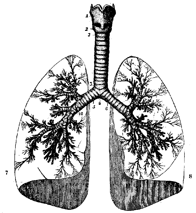 The Lungs.