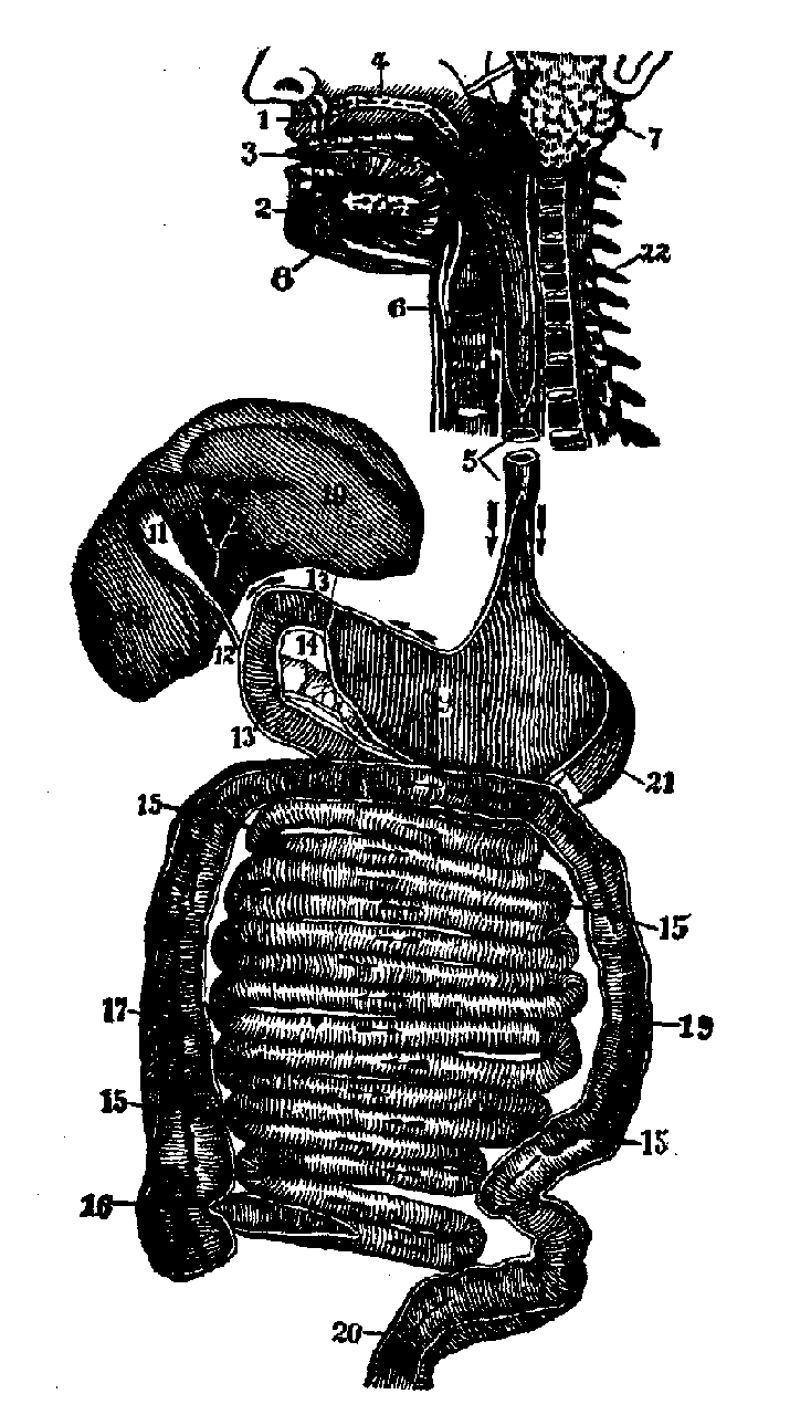 The Digestive Organs.