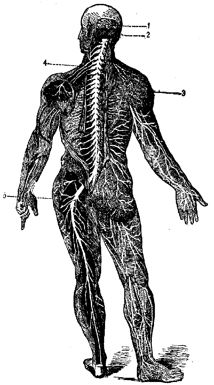 The Nervous System.