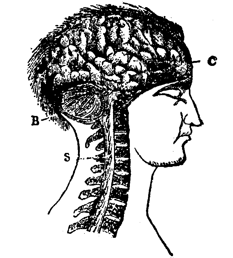 The Brain and the Spinal Cord.