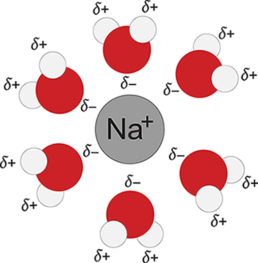 sodium surrounded by oxygens of water molecules