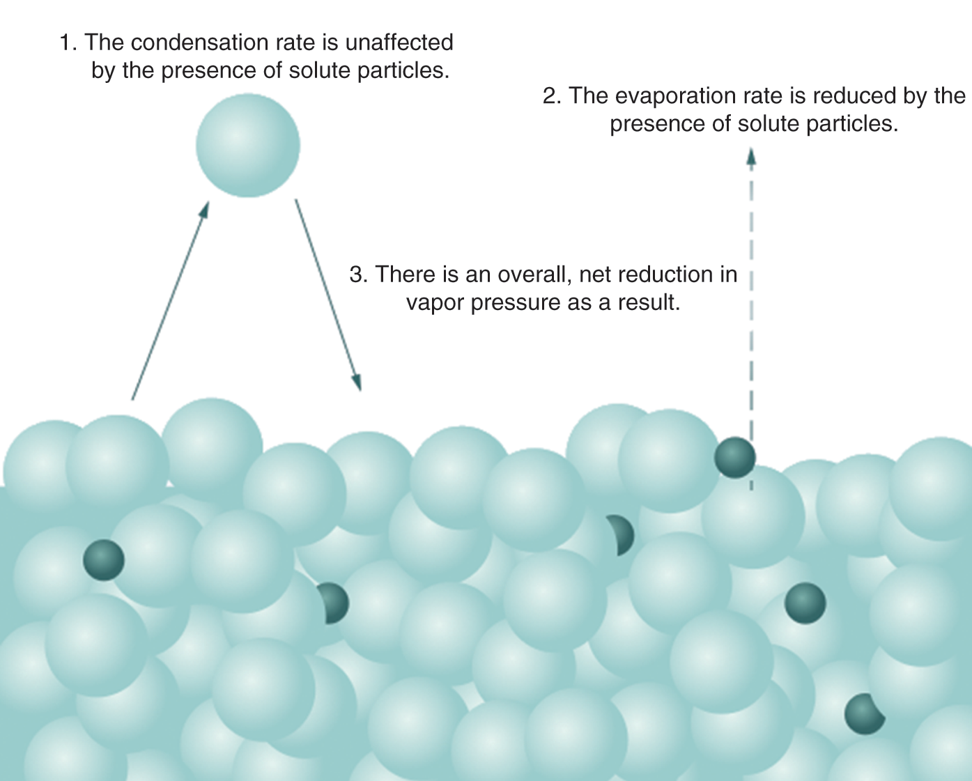 condensation rate is unaffected, but evaporation rate is reduced by solute particles; vapor pressure decreases