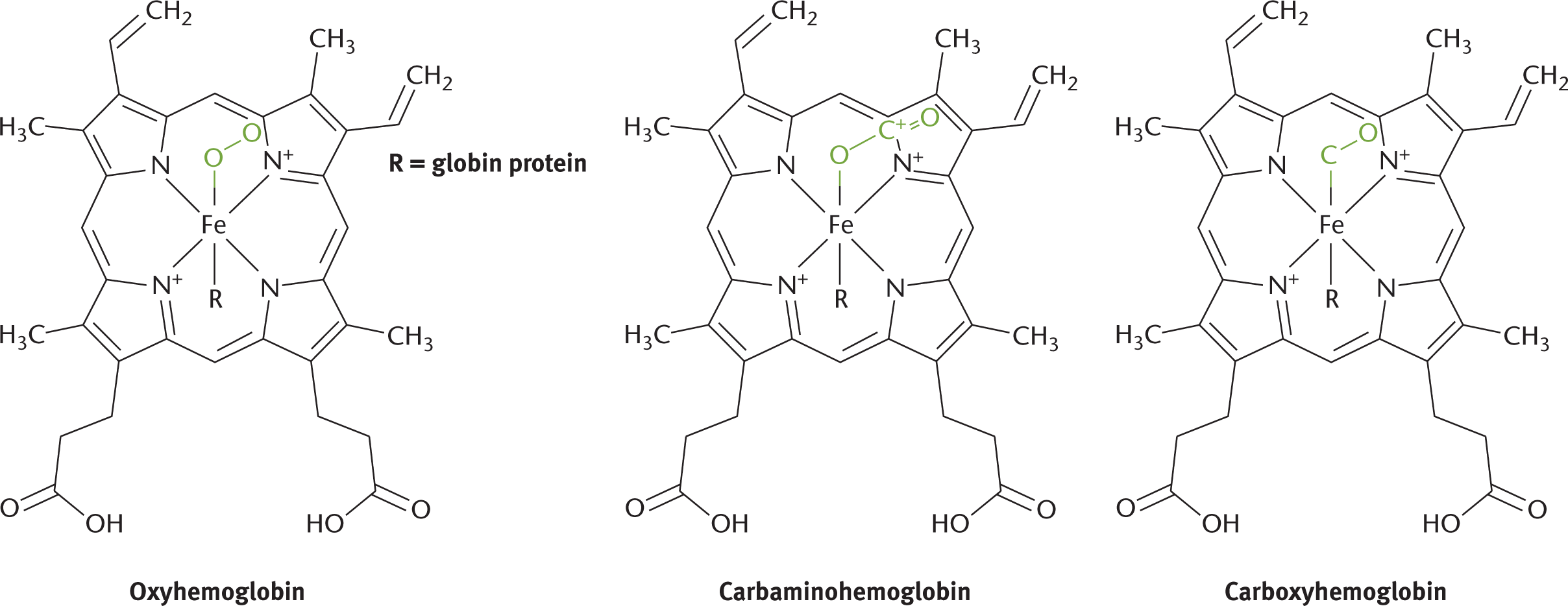 large complexes with central iron atom; O2 bonded is oxyhemoglobin, CO2 is carbaminohemoglobine, CO is carboxyhemoglobin