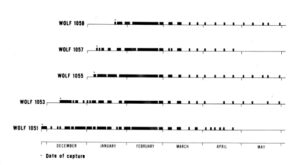 Figure 16.—Distribution of the days on which data were obtained for each of the radiotagged wolves. Because tracking success was 99 percent, this also represents the distribution of effort. During June, July, and August, wolves 1053 and 1059 were located 1 day each month.