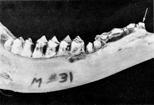 Figure 8.—Deciduous first premolar (arrow), usually not present in deer, was found in specimen M-31.