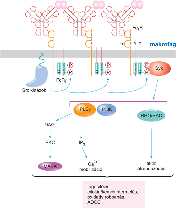 Az ellenanyagok Fc részét felismerő, aktiváló receptorok jelátviteli mechanizmusai