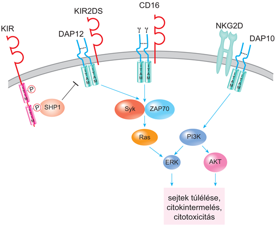 Az NK-sejtek receptorainak jelátviteli mechanizmusa