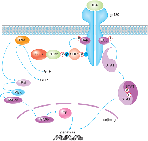Citokin- és kemokinreceptorok jelátviteli folyamatai