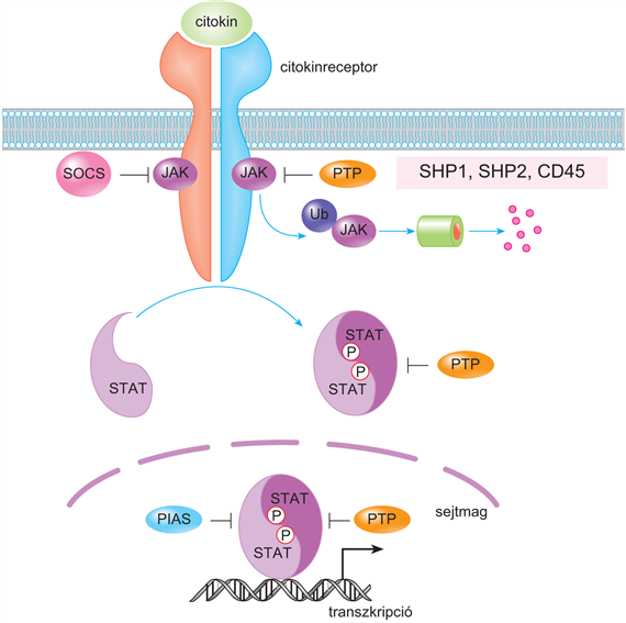 Citokin- és kemokinreceptorok jelátviteli folyamatai