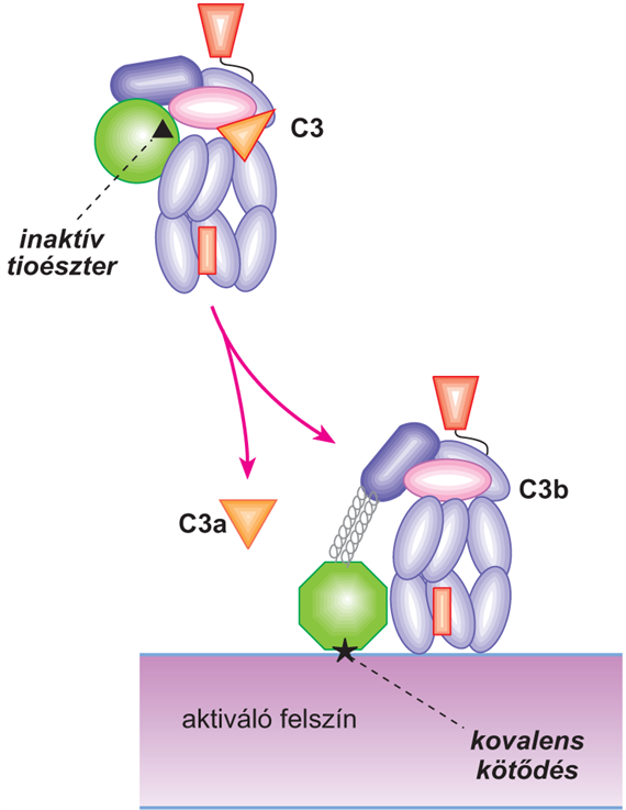7.3. táblázat A komplementaktiválás három fő fázisa